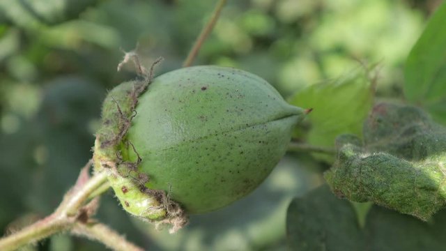 green cotton farm