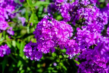 Phlox paniculata is growing in the country garden 