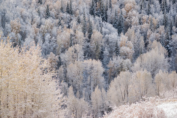 First Snow on the Trees
