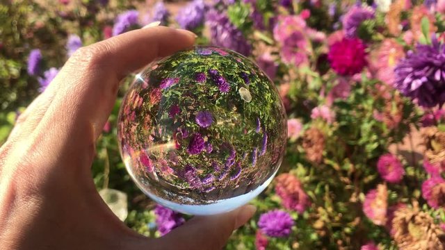 female hand holding magic crystall ball over beautiful nature landscape purple aster flowers field, autumn travel concept