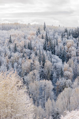 Mixed Forest Snow