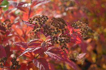 Autumn flowers