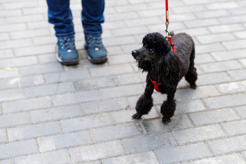 the black poodle, a beautiful portrait of a black dog standing
