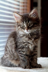 Sweet small norwegian forest cat kitten  sitting indoors near the window