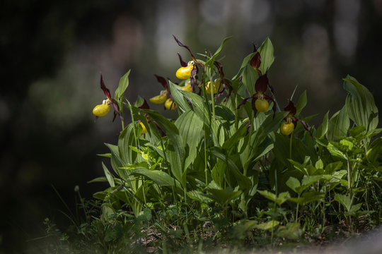 Orchids Ladys Slippers