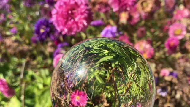female hand holding magic crystall ball over beautiful nature landscape purple aster flowers field, autumn travel concept