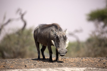 The common warthog is a wild member of the pig family found in grassland, savanna, and woodland in sub-Saharan Africa.