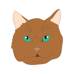cat portrait, vector, white background