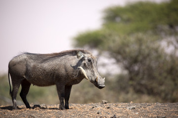 The common warthog is a wild member of the pig family found in grassland, savanna, and woodland in sub-Saharan Africa.