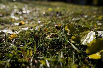 Fallen oak leaves with dew. Autumn oak leaves.water drops on fall oak leaves closeup. Dry Autumn Oak Leaf Covered by Water Drops of Rain on Ground. Close-up Photo.