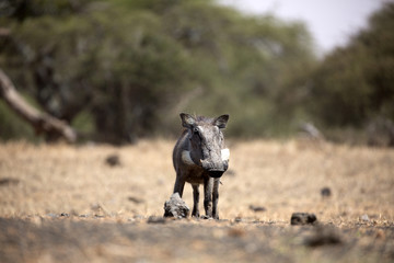 The Common Warthog (phacochoerus africanus) is a wild member of the pig family found in grassland, savanna, and woodland in sub-Saharan Africa.	