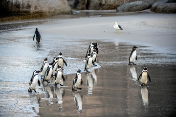 African penguins walk out of the ocean to the sandy beach. African penguin also known as the jackass penguin, black-footed penguin. Scientific name: Spheniscus demersus.  South Africa