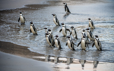 African penguins walk out of the ocean to the sandy beach. African penguin also known as the jackass penguin, black-footed penguin. Scientific name: Spheniscus demersus.  South Africa