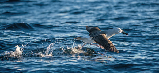 Atlantic yellow-nosed albatross takes off, running on the water. Scientific name: Thalassarche chlororhynchos. Cape Point. South Africa.
