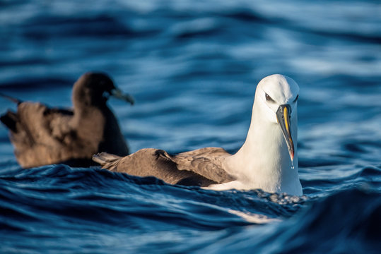 Atlantic Yellow-nosed Albatross On The Water. Scientific Name: Thalassarche Chlororhynchos. Cape Point. South Africa.