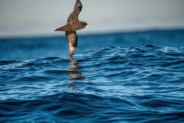 Petrel in flight. The white-chinned petrel or Cape hen.  Scientific name: Procellaria...
