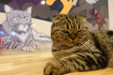 The cat lying on the table