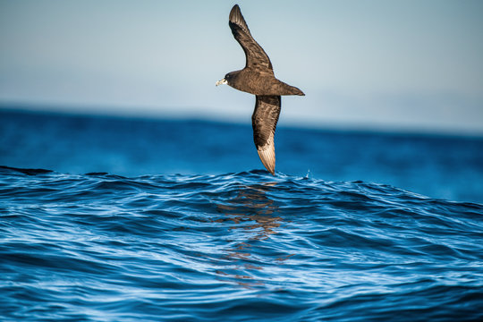 Petrel in flight. The white-chinned petrel or Cape hen.  Scientific name: Procellaria aequinoctialis. South Africa.