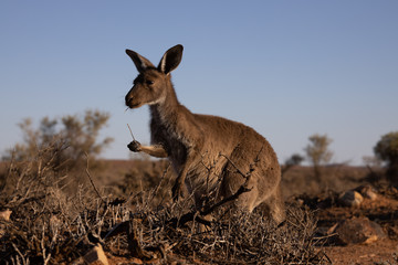 kangaroo in the wild