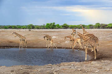 Fototapeta na wymiar Waterhole with a group of giraffes, Etosha, Namibia, Africa