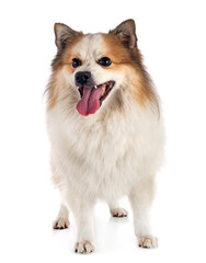 Icelandic Sheepdog in studio
