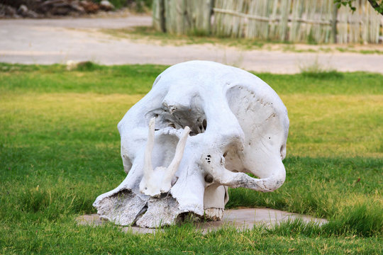 The huge skull of an elephant