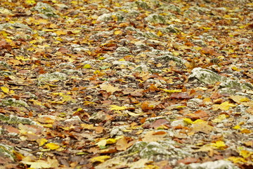 fallen colorful leaves on the path of cobblestones, warm and bri