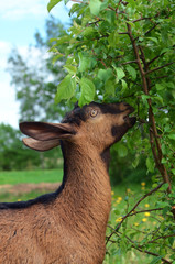 young brown goat devours the fresh green leaves of a Bush in the pasture