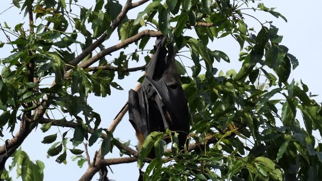 Lyle's Flying Fox hanging on tree