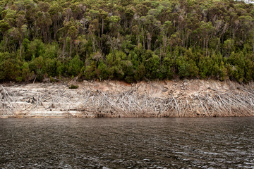 Dead trees on the banks of Lake Burbury