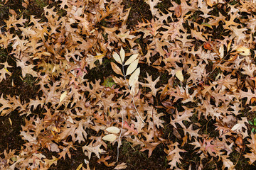 Orange leaves on mossy green grass.