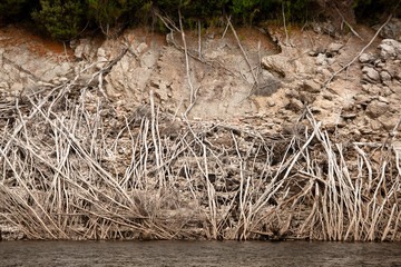 Dead trees on the banks of Lake Burbury