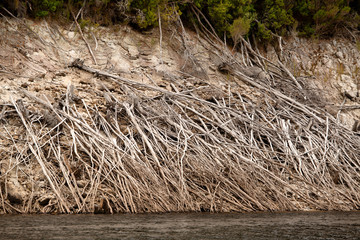 Dead trees on the banks of Lake Burbury