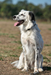 english setter in nature
