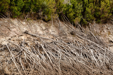Dead trees on the banks of Lake Burbury