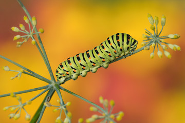 The king's garden (Swallowtail caterpillar, Papilio machaon)