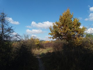 Tree.nature.forest.landscape.autumn.