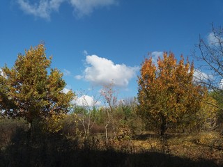 Fototapeta premium Tree.nature.forest.landscape.autumn.