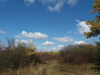 Tree.nature.forest.landscape.autumn.