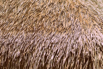 Palm roof  texture close up. Tropical background