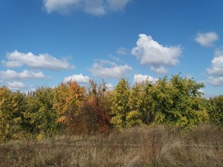 Tree.nature.forest.landscape.autumn.