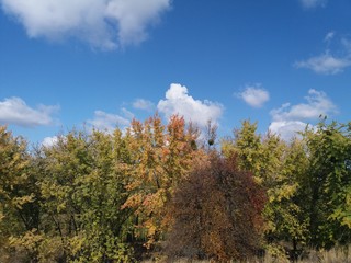 Fototapeta na wymiar Tree.nature.forest.landscape.autumn.