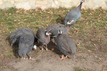 Five gray peahens