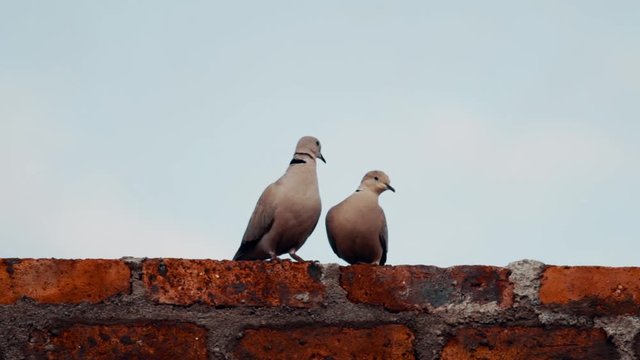 Two doves sitting on a brick wall