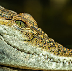 detailed portrait of crocodile with eye and teeth