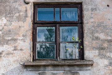 Fototapeta premium A birch tree grows on the windowsill of an old building.