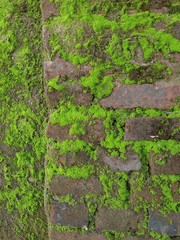 Green moss on moist old bricks.