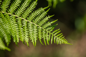 green fern on dark background