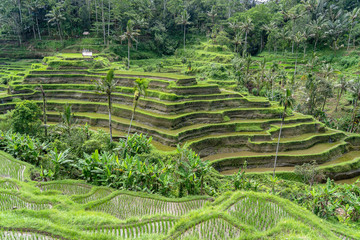 Green rice fields on terraces near Ubud, tropical island Bali, Indonesia . Nature concept