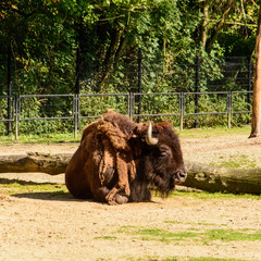 American bison or commonly known as the American buffalo © Geert